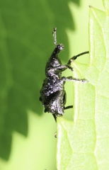 Megalometis spinifer