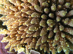 Acropora gemmifera