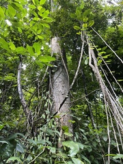 Dacryodes excelsa