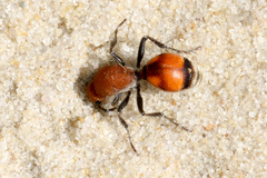 Dasymutilla bioculata