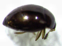 Orthoperus atomarius