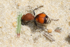 Dasymutilla bioculata