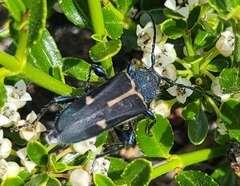 Calydon submetallicum