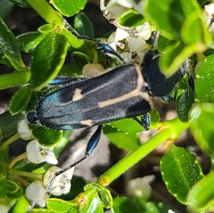 Calydon submetallicum