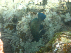 Cephalopholis formosa