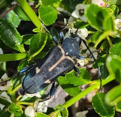 Calydon submetallicum