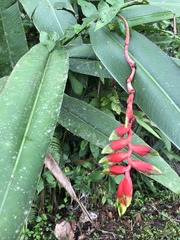 Heliconia standleyi