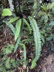 Nephrolepis rivularis