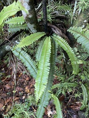 Nephrolepis rivularis