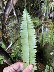 Nephrolepis rivularis