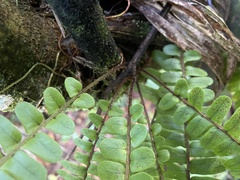 Nephrolepis rivularis