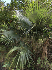 Coccothrinax barbadensis