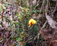 Pultenaea reflexifolia