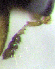 Orthoperus atomarius