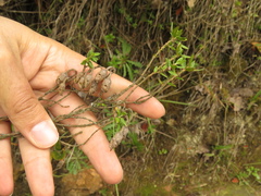 Brachyotum strigosum