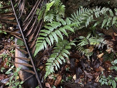 Cyathea borinquena