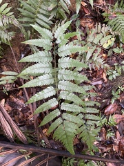 Cyathea borinquena