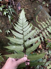 Cyathea borinquena
