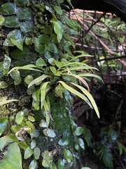 Polytaenium feei