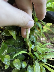 Polytaenium feei