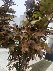 Quercus