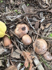 Agaricales
