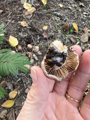 Agaricales
