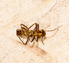 Chauliognathus steinbachi