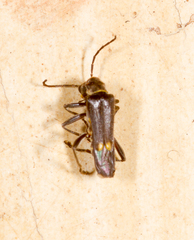 Chauliognathus steinbachi