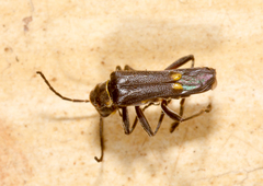 Chauliognathus steinbachi
