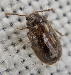 Phloiophilus edwardsii
