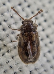 Phloiophilus edwardsii