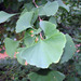Ginkgo - Photo (c) 
Photo by David J. Stang, some rights reserved (CC BY-SA)