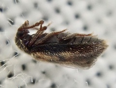 Phloiophilus edwardsii