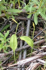 Ophioglossum pusillum