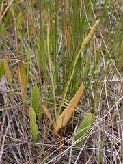 Ophioglossum pusillum