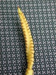 Ophioglossum pusillum