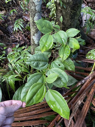 Lunania ekmanii