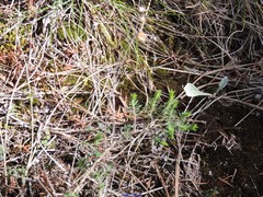 Leuzea conifera