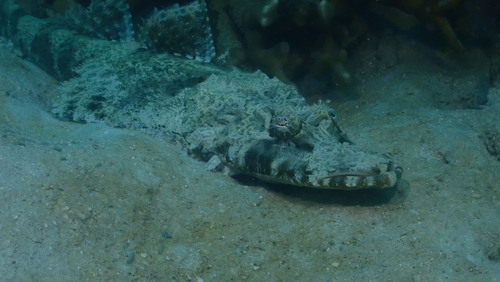 Crocodile flathead (Cymbacephalus beauforti) — Platycephalidae
