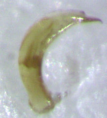 Orthoperus atomarius