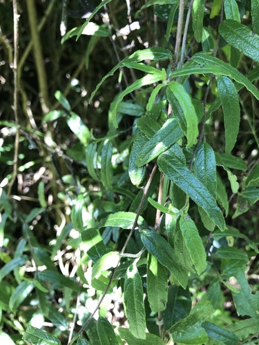 Tournefortia scabra