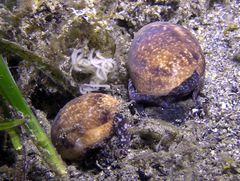 Bulla ampulla