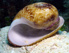 Bulla ampulla