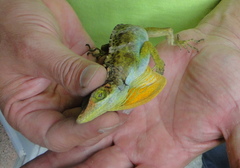 Anolis fraseri