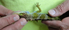 Anolis fraseri