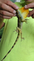 Anolis fraseri
