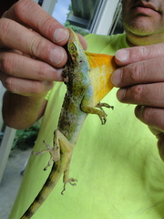 Anolis fraseri