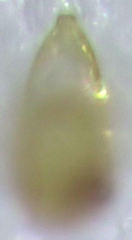 Orthoperus atomarius