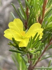 Hibbertia stricta stricta